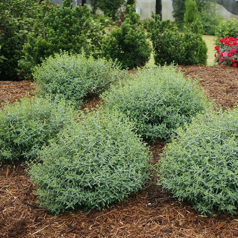 Blues Festival® St. John's Wort