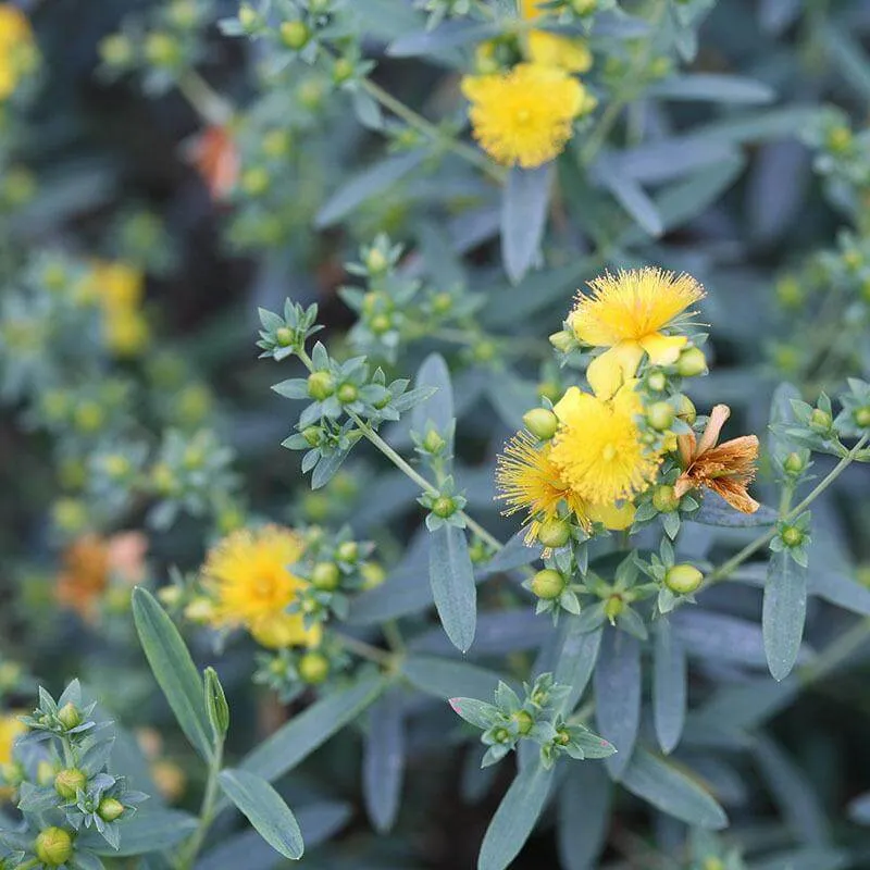 Blues Festival® St. John's Wort