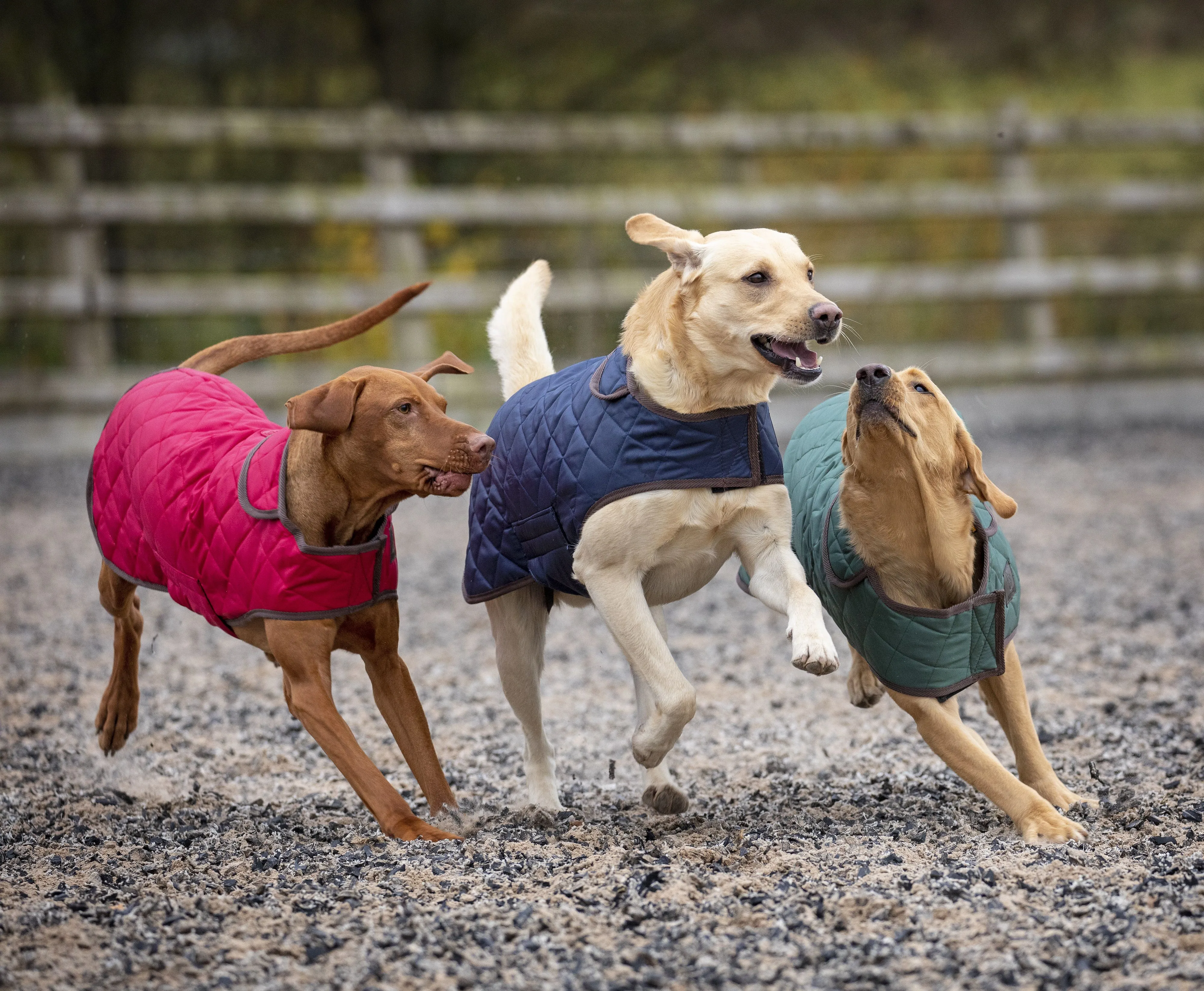 Digby & Fox Heritage Dog Coat