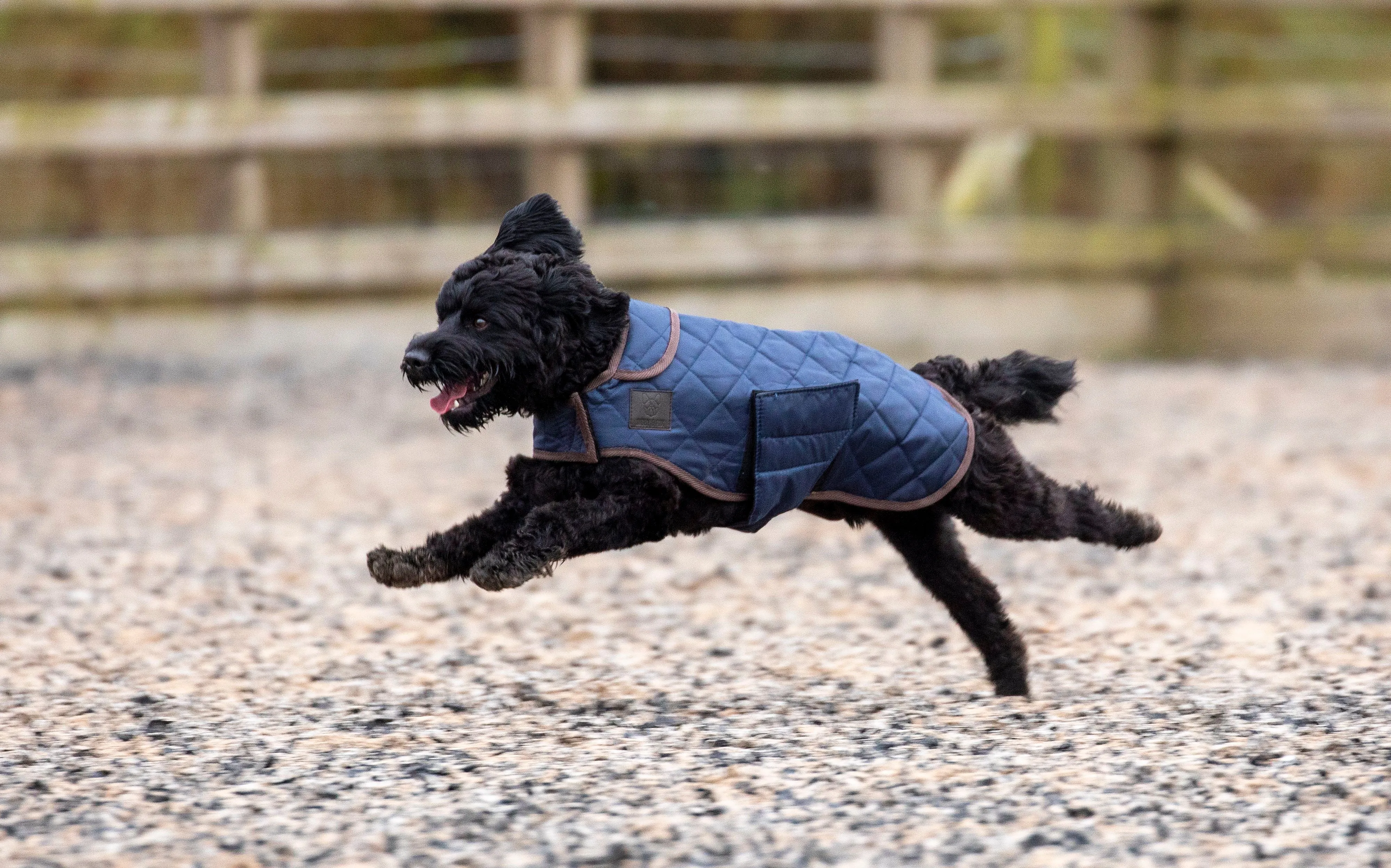 Digby & Fox Heritage Dog Coat