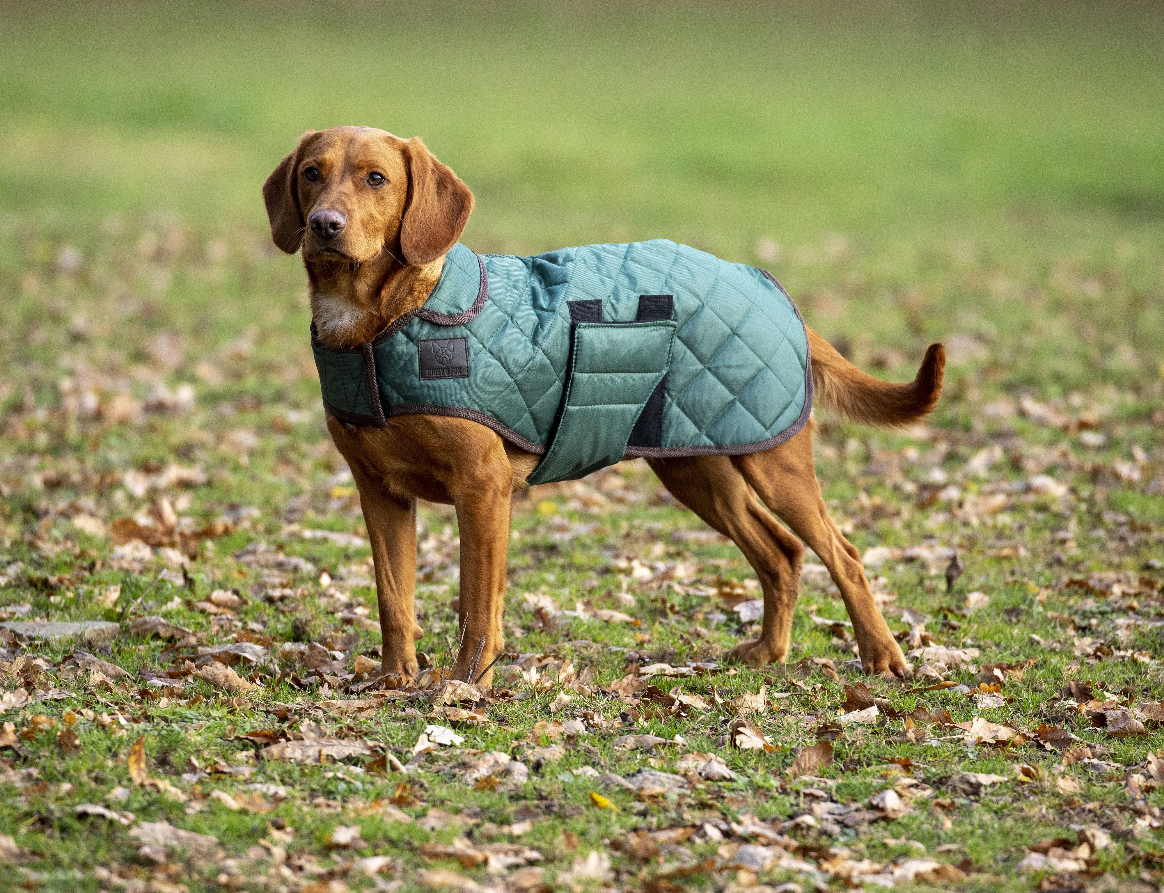 Digby & Fox Heritage Dog Coat