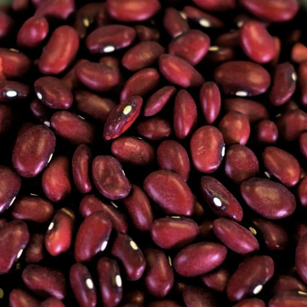 Rainy Day Foods Gluten-Free Small Red Beans Natural 25 lbs Bag - 113 Servings